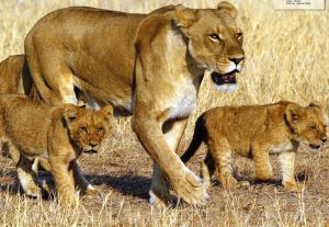 Lion-cubs