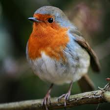 robin